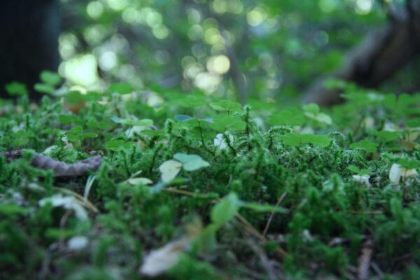 sõnajalgade all, kõiksuse väikesed säravad maailmad - Image 3